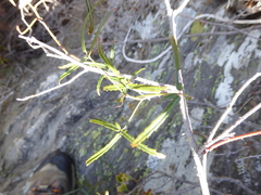 Rubus schmidelioides schmidelioides