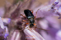 Grammoptera rhodopus