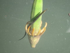 Hippichthys penicillus