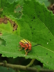 Disonycha quinquelineata