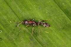 Pseudomyrmex