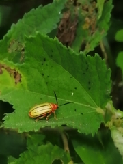 Disonycha quinquelineata