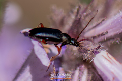 Grammoptera rhodopus