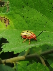 Disonycha quinquelineata