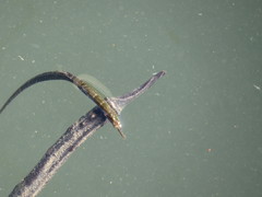 Hippichthys penicillus