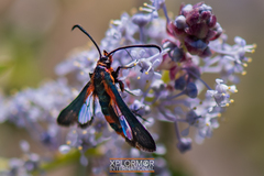 Synanthedon polygoni