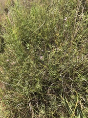 Astragalus gracilis