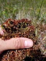 Sphagnum medium