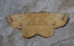 Euchlaena johnsonaria