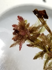 Sphagnum medium