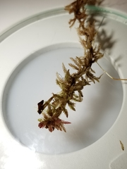 Sphagnum medium