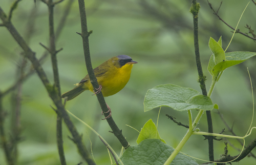 Black-lored Yellowthroat (Geothlypis auricularis), photo 5