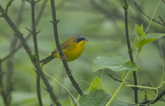 Geothlypis auricularis