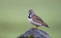 Thinocorus rumicivorus