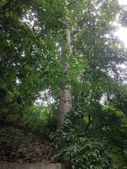 Sterculia apetala