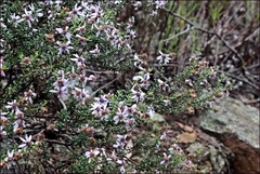 Olearia iodochroa