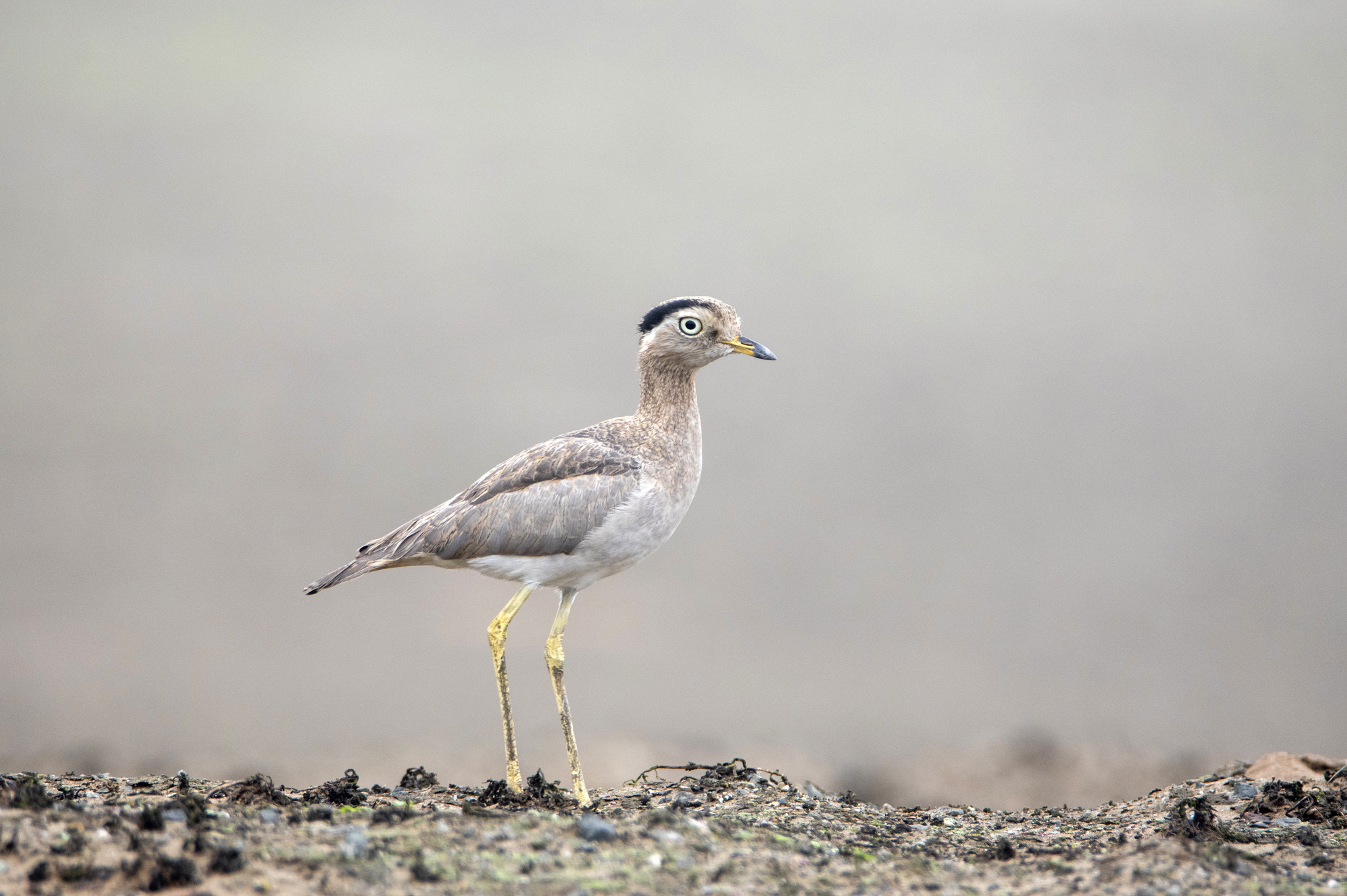 Peruvian Thick-knee illustration