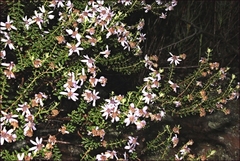 Olearia iodochroa