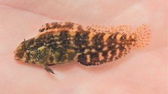 Chasmodes bosquianus