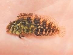 Chasmodes bosquianus