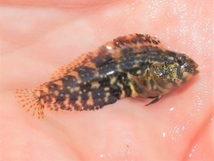Chasmodes bosquianus