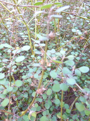 Teucrium parvifolium