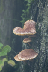 Fungi