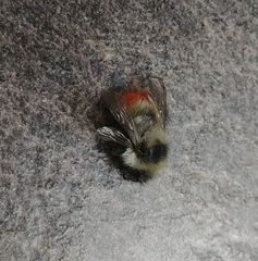 Bombus