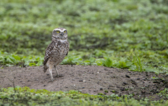 Athene cunicularia