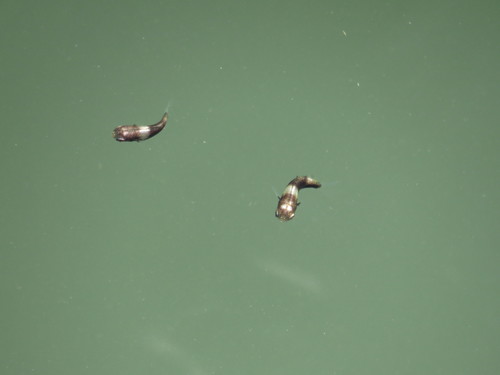 Ellochelon vaigiensis