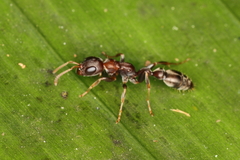 Pseudomyrmex