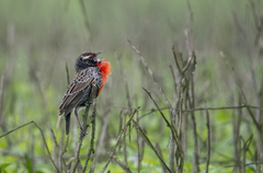 Leistes bellicosus