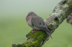 Zenaida auriculata