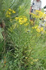 Senecio digitalifolius