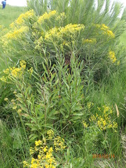 Senecio digitalifolius