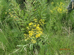 Senecio digitalifolius