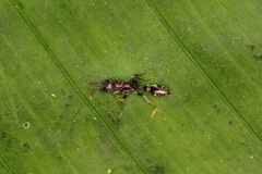 Pseudomyrmex