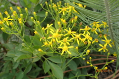 Senecio digitalifolius