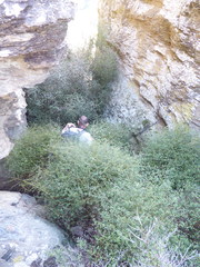 Teucrium parvifolium