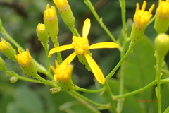 Senecio digitalifolius