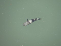 Ellochelon vaigiensis