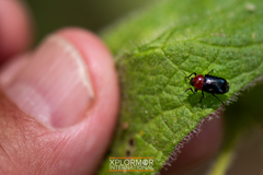 Cryptocephalus sanguinicollis
