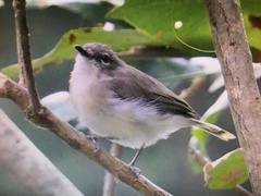 Gerygone magnirostris