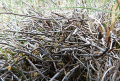 Muehlenbeckia ephedroides