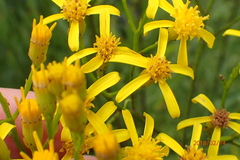 Senecio digitalifolius