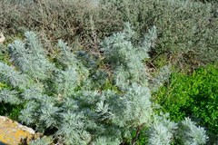 Artemisia arborescens