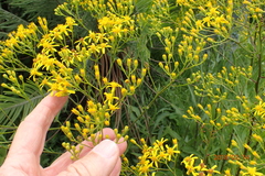 Senecio digitalifolius