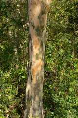 Libidibia paraguariensis