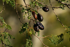 Libidibia paraguariensis