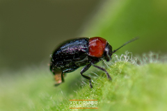 Cryptocephalus sanguinicollis